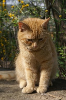 Kırmızı saçlı şirin kedinin yakın plan görüntüsü.