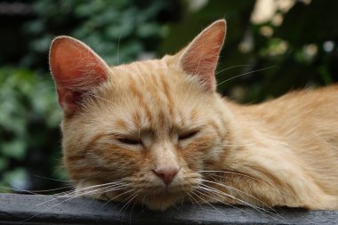 Kırmızı saçlı şirin kedinin yakın plan görüntüsü.