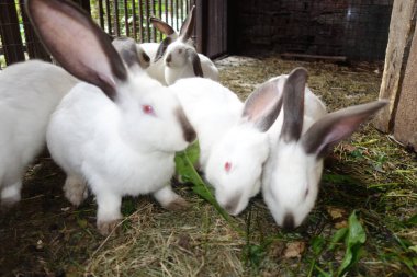 yerli tavşanlar, yakın çekim