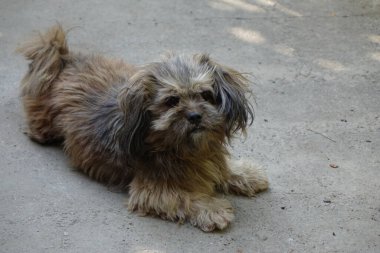 Karlı yaşlı köpek, yakın plan. 