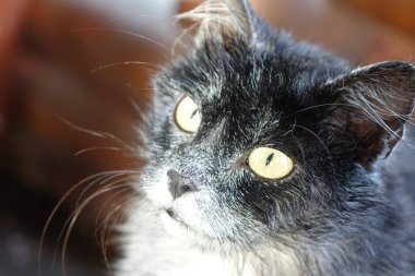 Yaşlı kedi, yakından bak.