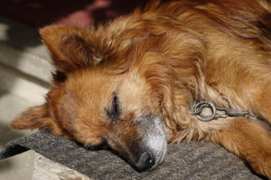 Karlı yaşlı köpek, yakın plan. 