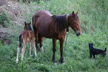 Carpathian atı. Karpatların Dağları. Transcarpathia