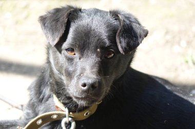 Köpek, yakın görüntü.
