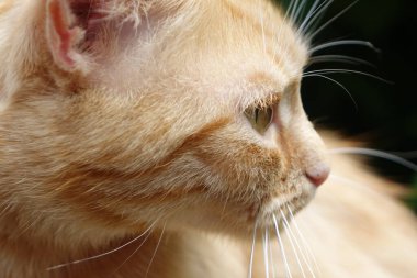 Kırmızı saçlı şirin kedinin yakın plan görüntüsü.