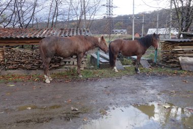 Hutsul atı, Gutsulik ya da Gutsul olarak bilinir - Karpat Dağları 'nda ve bazı Doğu Avrupa ülkelerinde yetişen evcil atlardır.
