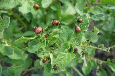 Colorado böceği larvaları patates yaprağıyla besleniyor.