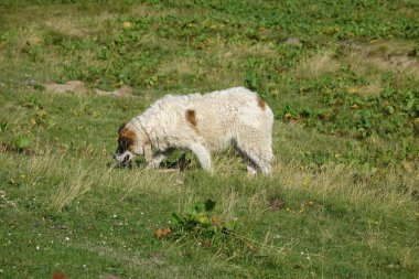 Yaşlı kurt, yakından bak.