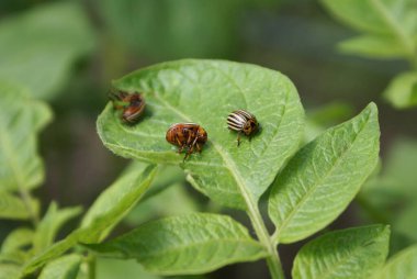 Patates yapraklı Colorado patates böceği