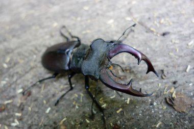 Avrupa böceği. Transcarpathia, yakın çekim görüntüsü