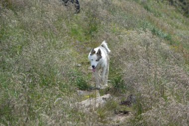 Köpek, yakın görüntü.