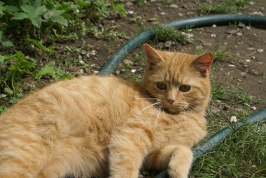 Kırmızı saçlı şirin kedinin yakın plan görüntüsü.