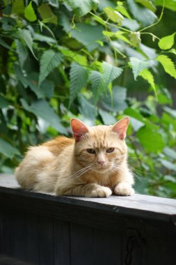 Kırmızı saçlı şirin kedinin yakın plan görüntüsü.