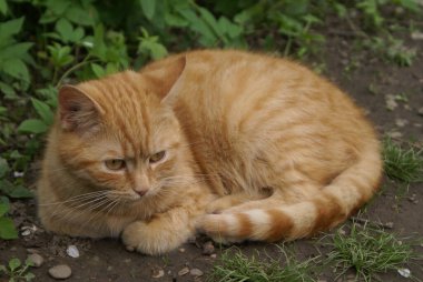 Kırmızı saçlı şirin kedinin yakın plan görüntüsü.