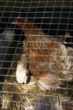 Kafesteki tavuklu tavuk