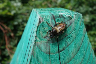 İlkbaharda meşgul sinek