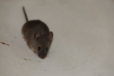 Ev faresi (Mus musculus))