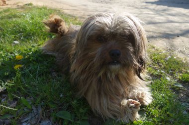 Karlı yaşlı köpek, yakın plan. 