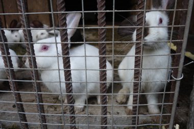 yerli tavşanlar, yakın çekim