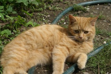 Kırmızı saçlı şirin kedinin yakın plan görüntüsü.