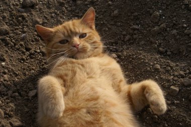 Kırmızı saçlı şirin kedinin yakın plan görüntüsü.