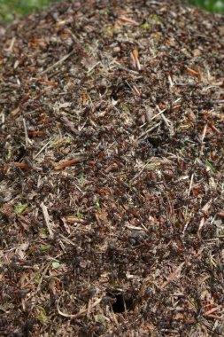 Antrill Kolonisi açık hava, yakın görüş