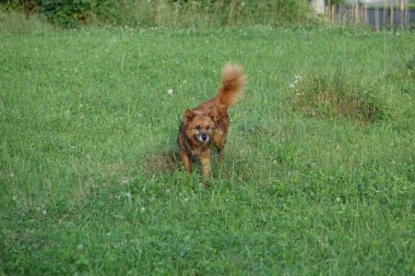 Otların arasında bir köpek