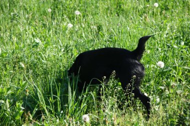Köpek, yakın görüntü.