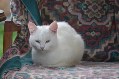 Yatağın üzerinde güzel bir kedi