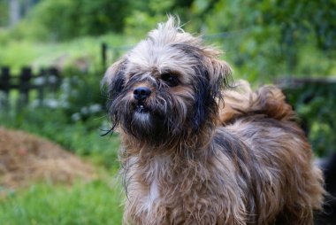 Şirin, dost canlısı köpeğin yakın görüntüsü.