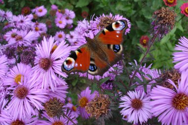 Çiçeklerdeki kelebeğin yakın plan görüntüsü                 