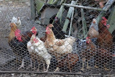 Bahçede dolaşan tavuklar ve horozlar