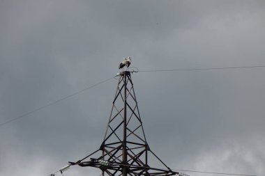 Gökyüzünün arka planında elektrik direği