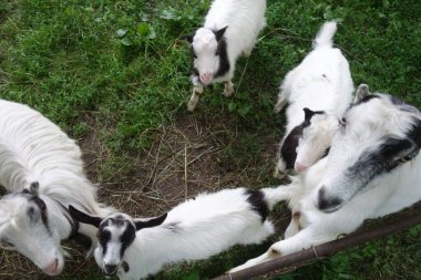 Evcil keçi (Capra aegagrus hircus). Çiftlik hayvanı. Transcarpathia