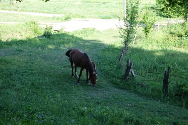 Carpathian atları. Karpatların Dağları. Transcarpathia 
