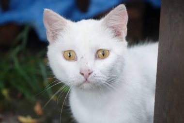 Kırmızı gözlü beyaz kedi.