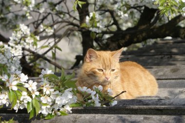 Kırmızı saçlı şirin kedinin yakın plan görüntüsü.