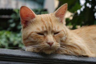 Kırmızı saçlı şirin kedinin yakın plan görüntüsü.