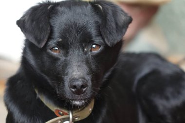 Siyah beyaz köpek yerde yatıyor.