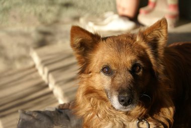 Kızıl saçlı köpek, yakından bak.