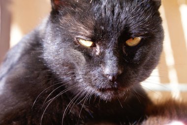 Kara kedi, yakından bak.