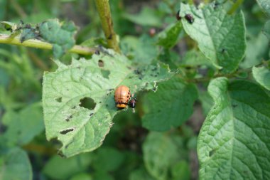 Colorado böceği larvaları patates yaprağıyla besleniyor.