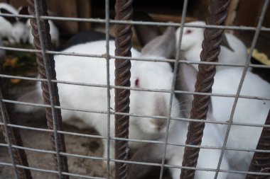 yerli tavşanlar, yakın çekim