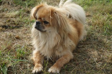 Parktaki köpek çobanı.