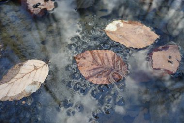 Yumurta kurbağası, bataklık, bahar