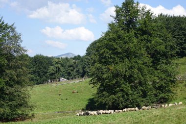 Yazın dağların manzarası