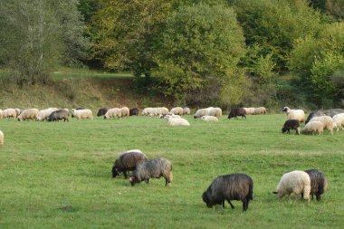 Çayırda koyun sürüsü