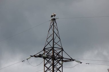 Gökyüzünün arka planında elektrik direği