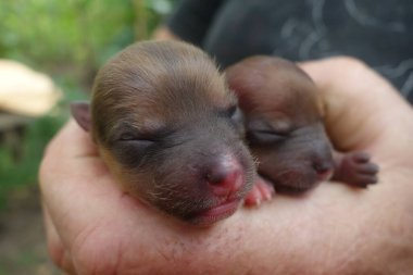 Küçük köpekler, yakın görüş.