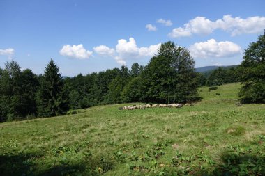 Yeşil çimenli ve mavi gökyüzü olan dağ manzarası